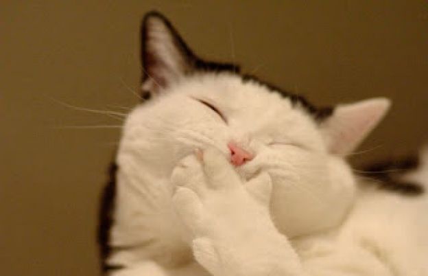 02. Gatos e seus sorrisos