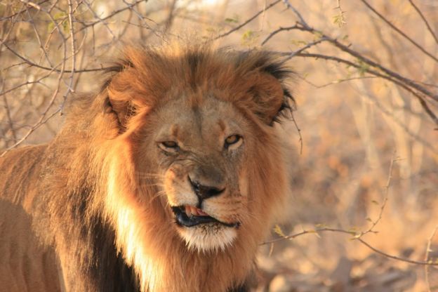Tem um pedaço de hiena no meu dente
