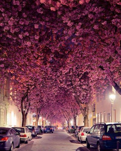 Rua Heerstrasse, em Bonn, na Alemanha