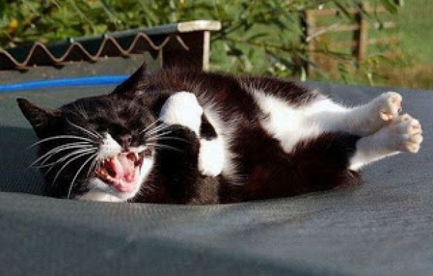 08. Gatos e seus sorrisos