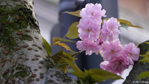 Rua Heerstrasse, em Bonn, na Alemanha