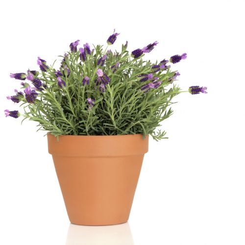 <strong>2. LAVANDA</strong>