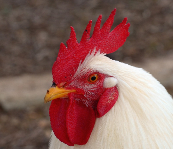 galo: 2005, 1993, 1981, 1969