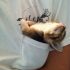 1 – Gatinho dormindo no bolso de camiseta