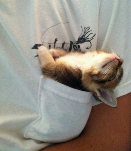 1 – Gatinho dormindo no bolso de camiseta