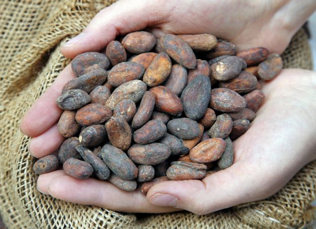 Fermentação e secagem