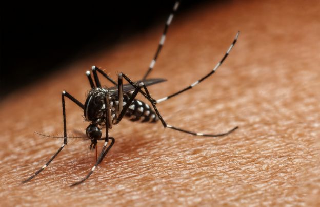 Manter os mosquitos afastados