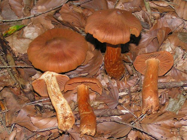 Cortinarius e Cortinarius rubellus (ou Cortinarius speciosissimus)