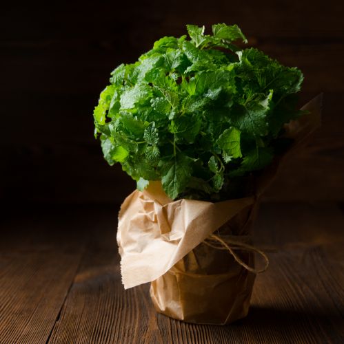 10) Infusão de Melissa, erva-cideira e capim-limão