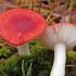 Russula emetica