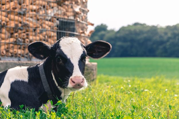 O gado é a principal fonte agrícola de gases de efeito estufa em todo o mundo, com uma vaca arrotando cerca de...