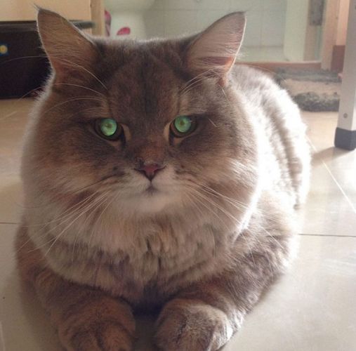 Bone Bone, o gato celebridade