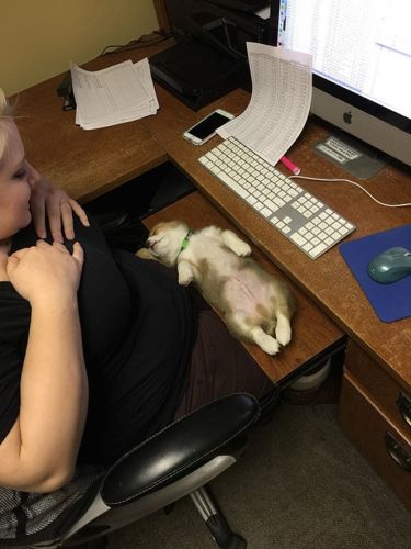 3 – Cãozinho dormindo na frente do computador