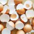 Por que alguns ovos cozidos são difíceis de descascar?