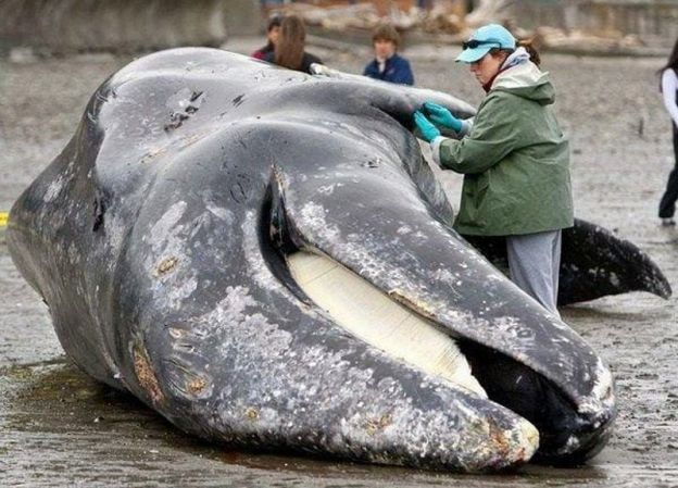 Baleia cachalote morta na praia