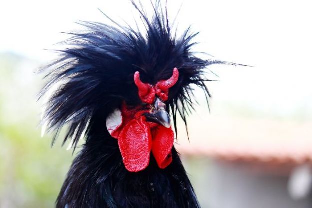 Essa galinha está apta a ser vocalista de qualquer banda heavy metal
