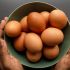 Ovos de galinha - economicamente benéficos