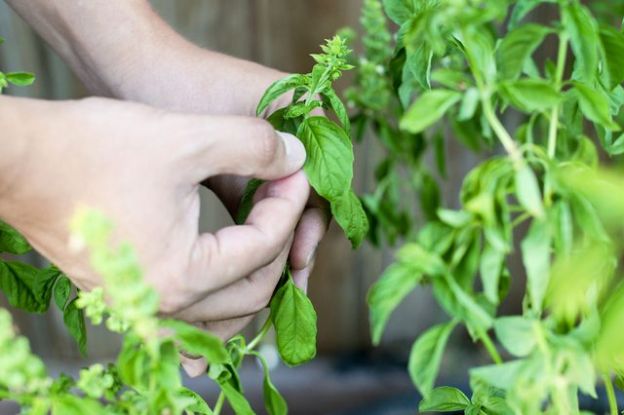 <strong>2.Não deixe flores<br /></strong>