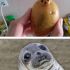 6 - Batata parecida com uma foca