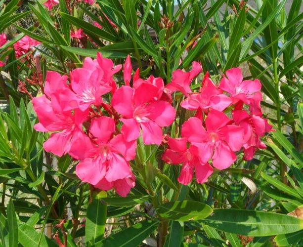 Oleandro (Nerium Oleander)