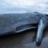 Baleia cachalote morta