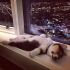 6 – Cãozinho dormindo em parapeito da janela