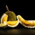 Durian - Indonésia/Malásia