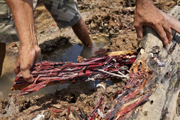 Turu  - o molusco do mangue