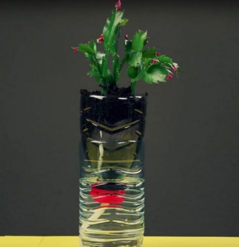 vasos de plantas com rega automática