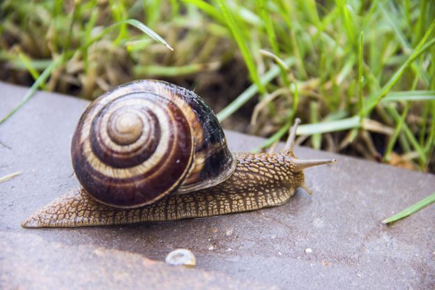 10. E protege seu jardim