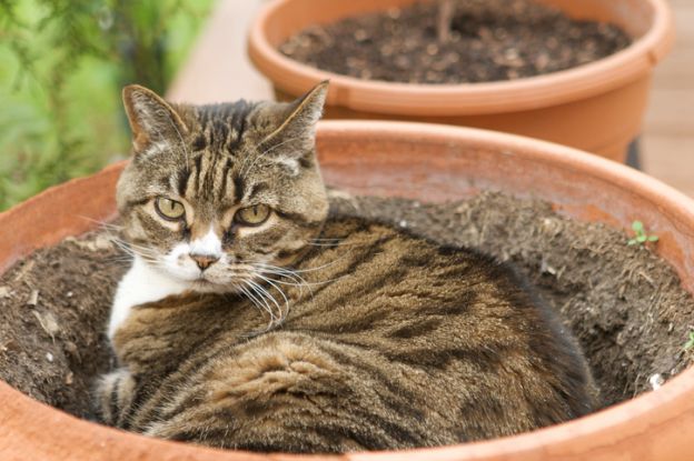 Plantas e Gatos: Missão Impossível
