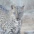 Leopardo-árabe