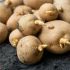 7. Impedir que as batatas germinem