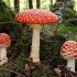 Os Amanitas e o Amanita Muscaria