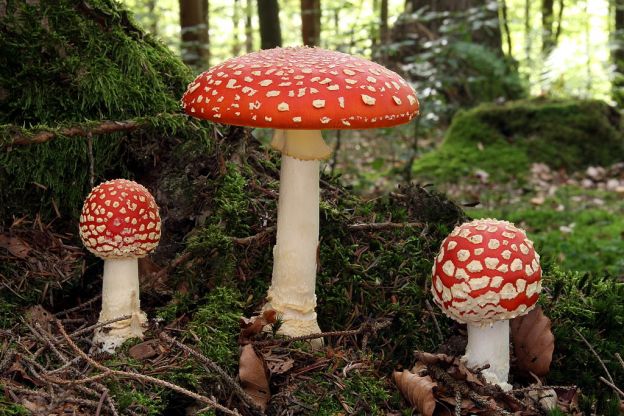 Os Amanitas e o Amanita Muscaria