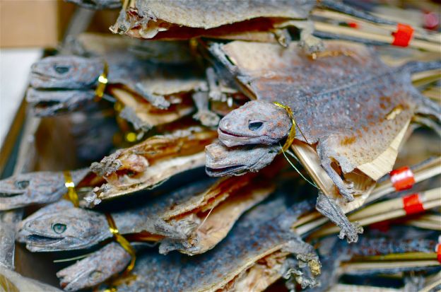 Lagartos dessecados - China