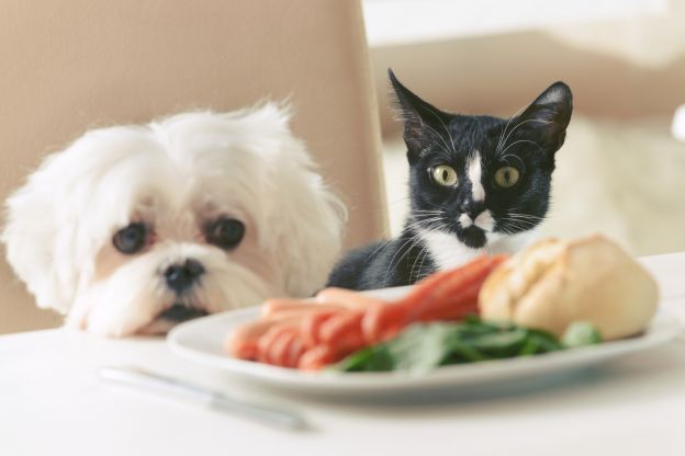 O que meu animal de estimação pode comer?
