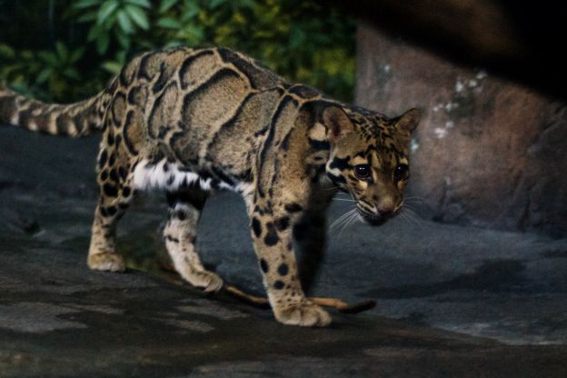 Leopardo Nebuloso