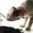 Plantas e gatos: Missão impossível