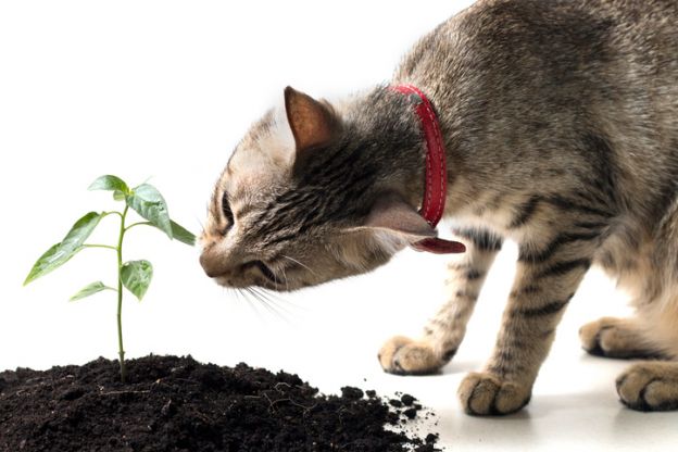 Plantas e gatos: Missão impossível
