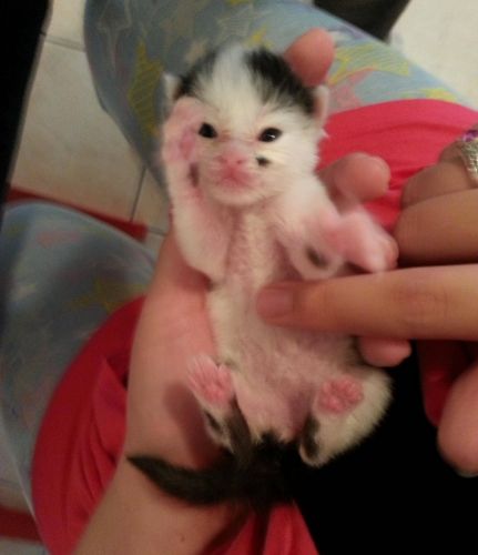 Roscoe em seus primeiros dias no seu novo lar