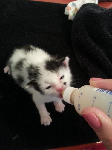 Roscoe deliciando-se com sua primeira mamadeira