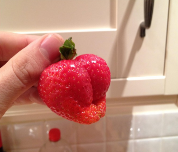 Como conservar os morangos por mais tempo