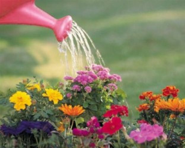 Reaproveite a água do cozimento