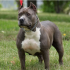 American Pitbull