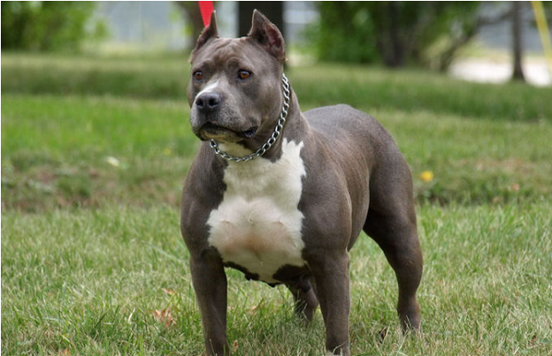 American Pitbull