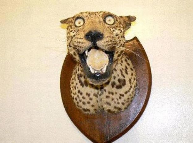 Um leopardo com olhos de lontra..