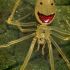 Aranha da Cara Feliz