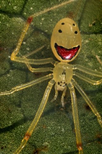 Aranha da Cara Feliz