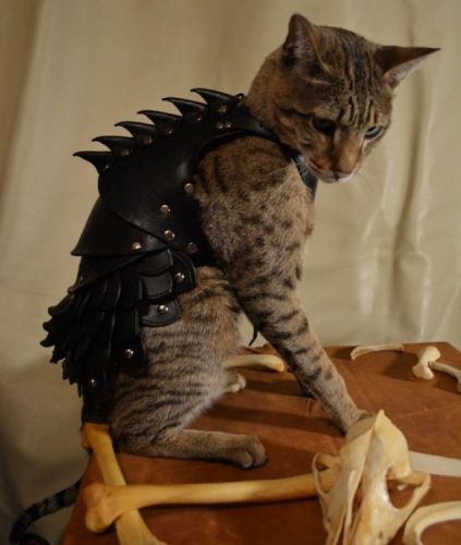 Cat Battle Armor (Armadura de batalha para gato)